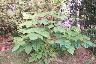 Lois de Vries' Garden Views: Native Plant for Fall Color