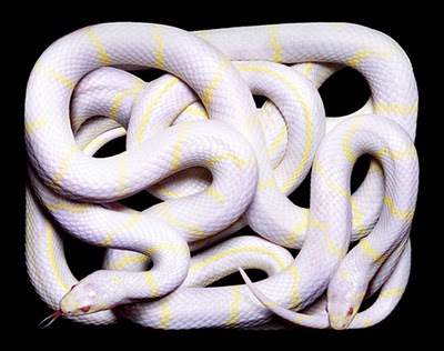 white-yellow-snake.jpg