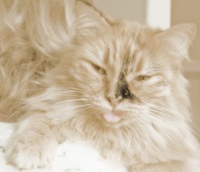 Babette the Kitty