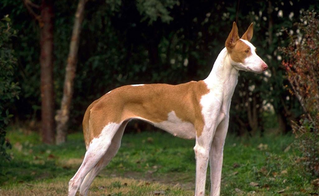 Dog Breeds With P Dog Breeds With P