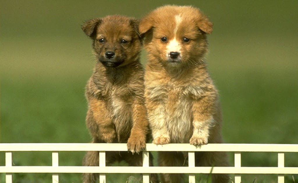 Dog accessories Hush puppies perro más pequeño del mundo en imágenes