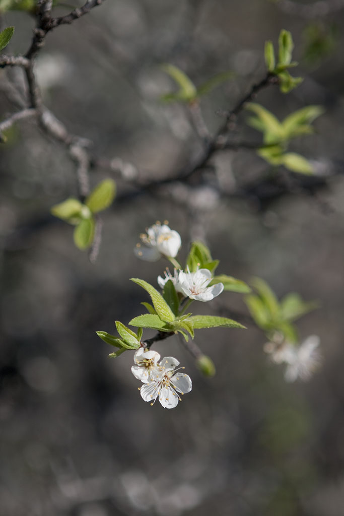 A Plum Assignment Mother Nature's Son