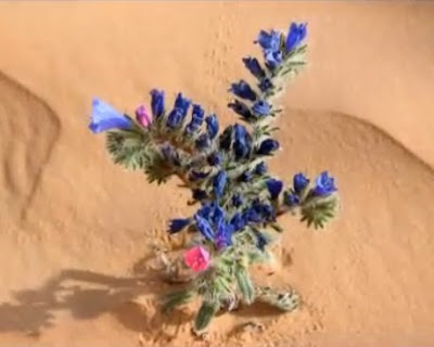 fleurs+du+desert.bmp