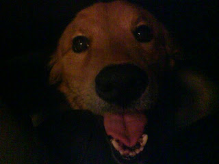Dog is in her customary place under my desk, sending me IMs that say 'PETTING NAO PLS YES, I WILL MACH UR SALLEREY'. a dog that is really excited about getting pet