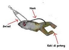 Cara Pemasangan Umpan Katak Dengan Penggunaan Swivel Dan Mata Pancing Cara Pemasangan Umpan Katak Dengan Penggunaan Swivel Dan Mata Pancing