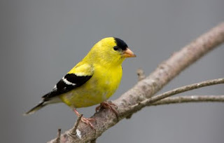 mother nature s bird feeding news how to attract gold mother nature s bird feeding news how to attract gold