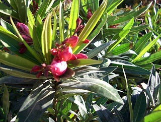 oleanders