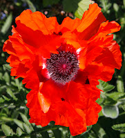 poppy