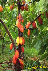 شجرة الكاكاو Chocolate-ripe