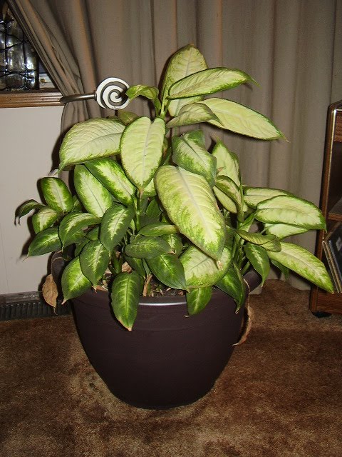 house plants poisonous to dogs house plants poisonous to dogs 28 images 10 indoor plants that are poisonous and house plants poisonous to dogs house plants poisonous to dogs 28 images 10 indoor plants that are poisonous and