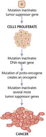 [carcinogenesis.jpg]