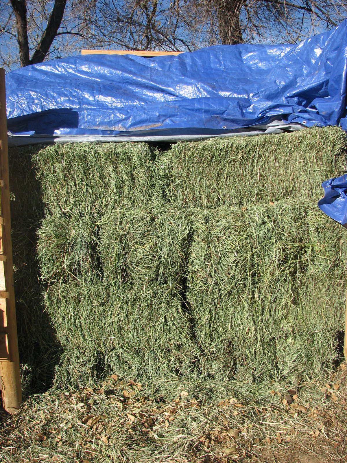 [hay.JPG]
