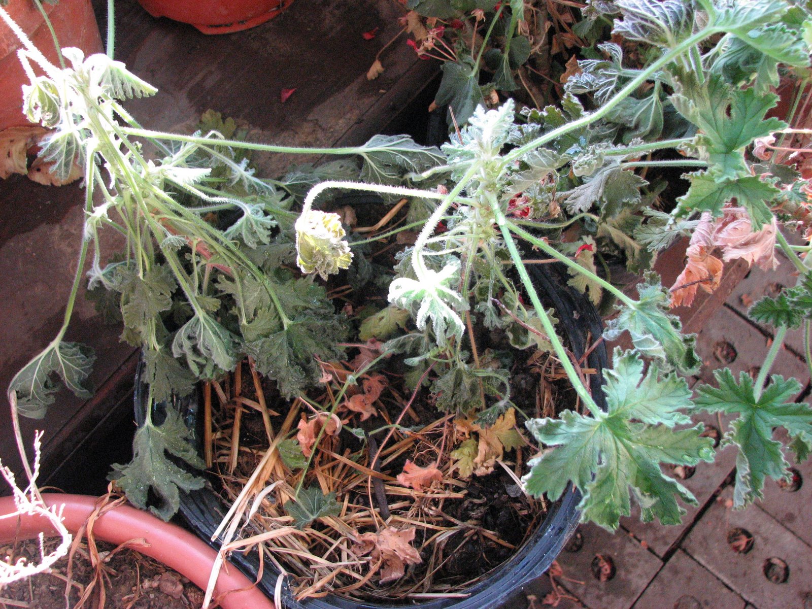 [rosegeraniumnipped.jpg]