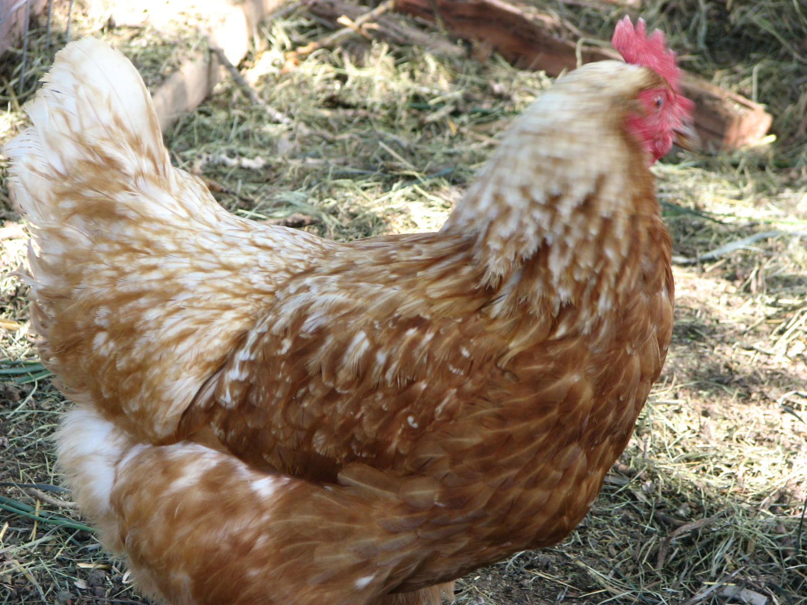 [chicken.jpg]
