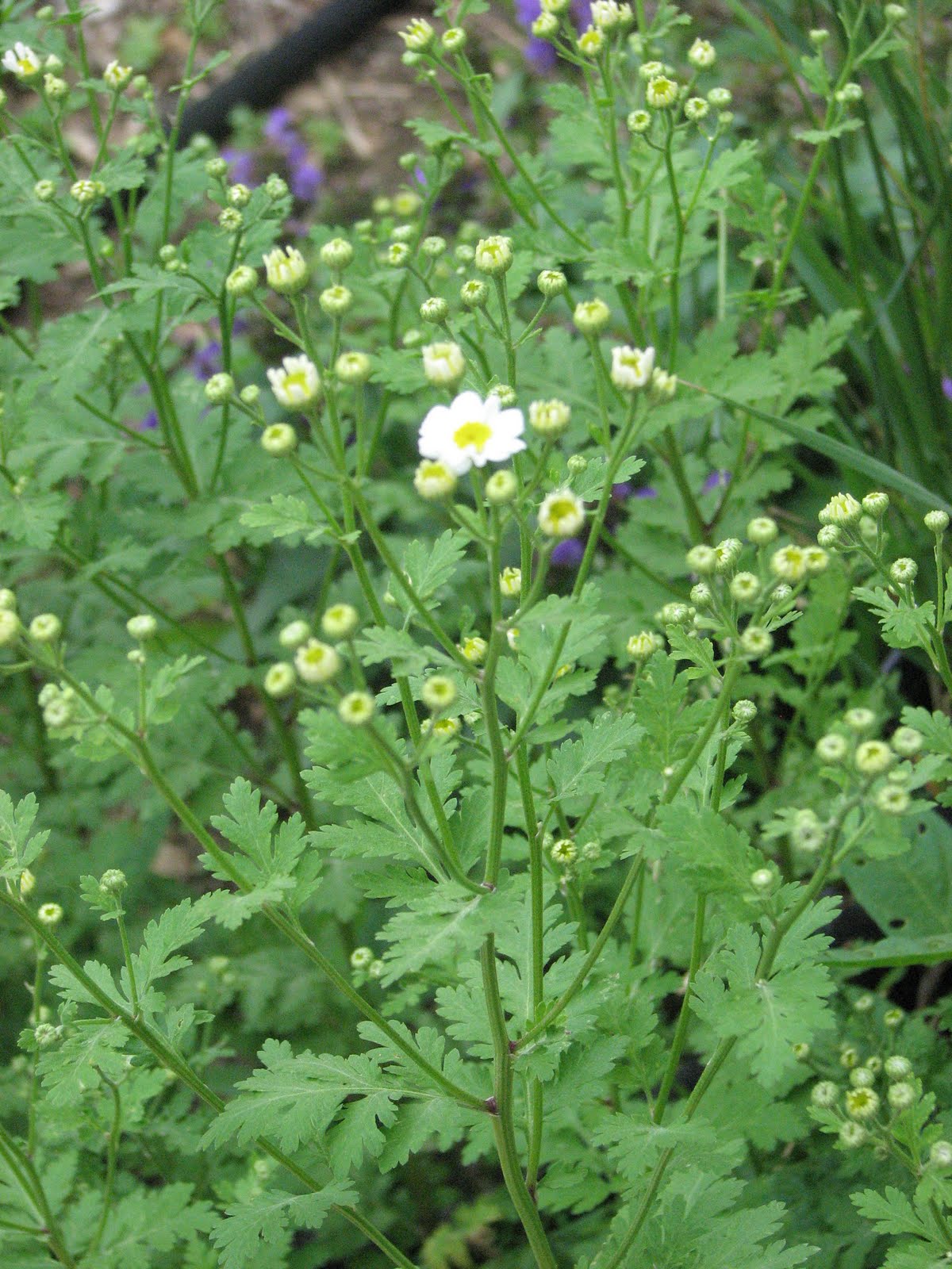 What am I harvesting? Feverfew | Sagescript
