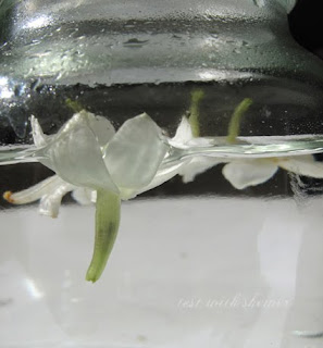 jasmine in water