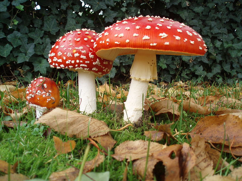 [Amanita_muscaria.jpg]