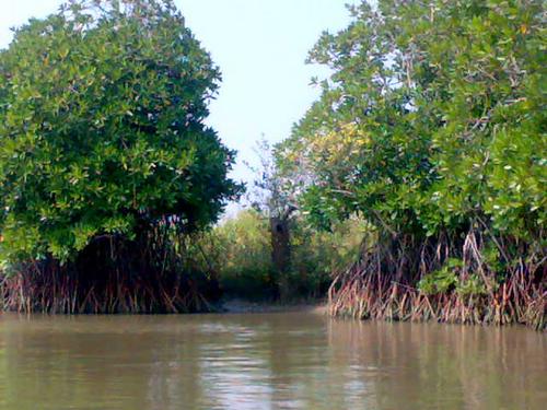 Mangroves In Pichavaram