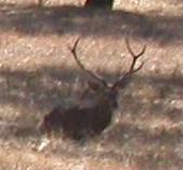 [cerf.JPG]