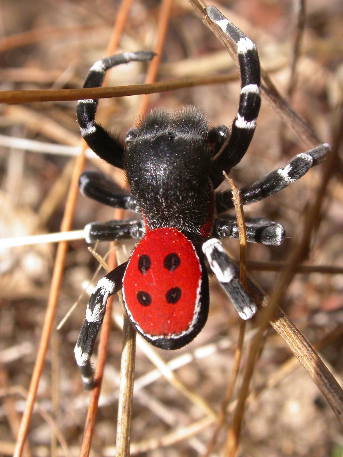 [Img3012+-+Eresus_niger.JPG]