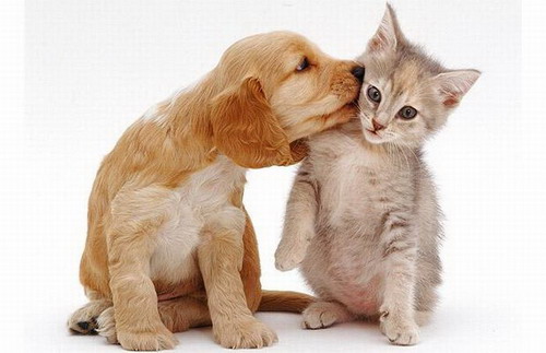 adorables adorables