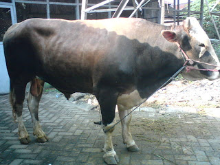 mbah gendeng, mbah gendeng, mbah gendeng, mbah gendeng, mbah gendeng