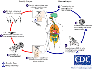 Les entozoaires le système lymphatique