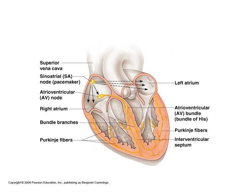 intrinsic conduction system of the heart diagram