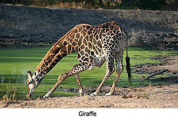 Giraffe Giraffe