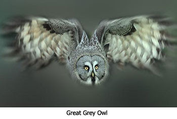 Great Grey Owl Great Grey Owl