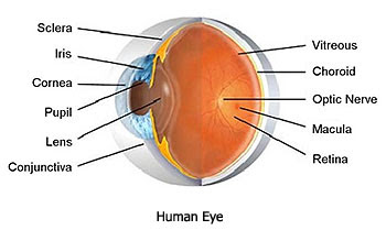Human Eye Human Eye