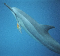 Bottlenose dolphin playing with a leaf.