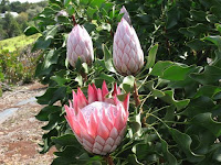 A Protea Flower plant grows on the slopes of Haleakala, Maui, Hawaii