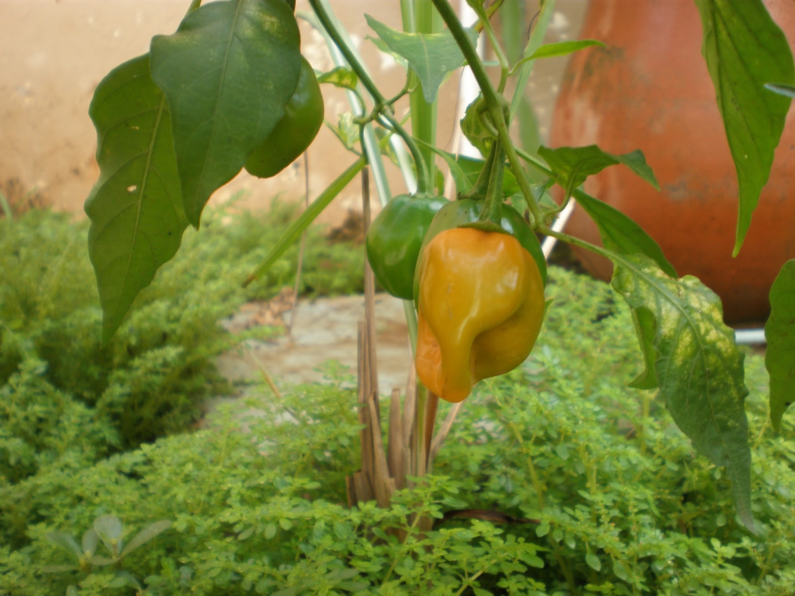 Crazy Gone Native Chile Habanero