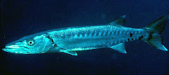 Sphyraena Barracuda (Picua-Barracuda)