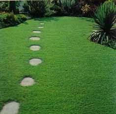 Vivgarden: Arregla tu jardín y te da consejos: COMO LOGRAR UN BUEN