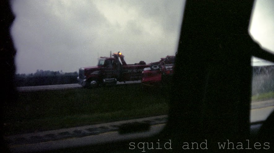 Squid and Whales
