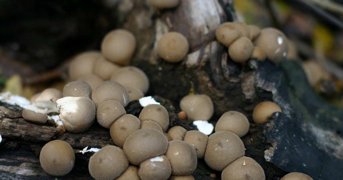 Michigan Backyard Gardener Fall Mushroom Foraging