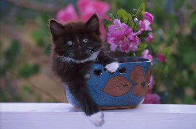 [cat+in+flower+pot.jpg]