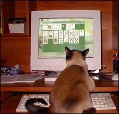 [Cat+at+computer.JPG]