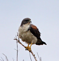 Hawk White Breast
