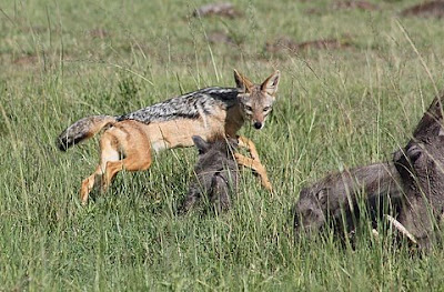 All Animal Pictures: Jackal African Animals Pictures