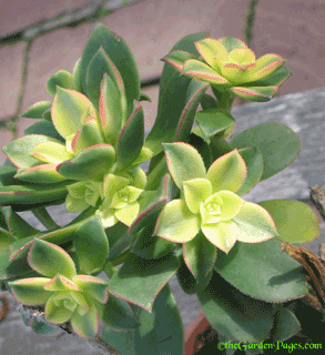 [aeonium2.gif]