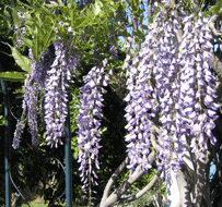 [wisteria.gif]