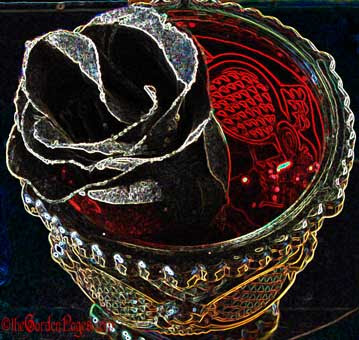 The Allure of Black Roses for