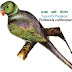 Layard's Parakeet-Lanka Alu Girawa