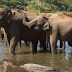 Pinnawela elephant orphanage in Sri Lanka