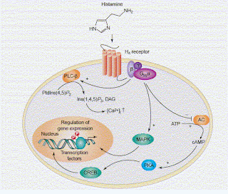 h2 receptor antagonist