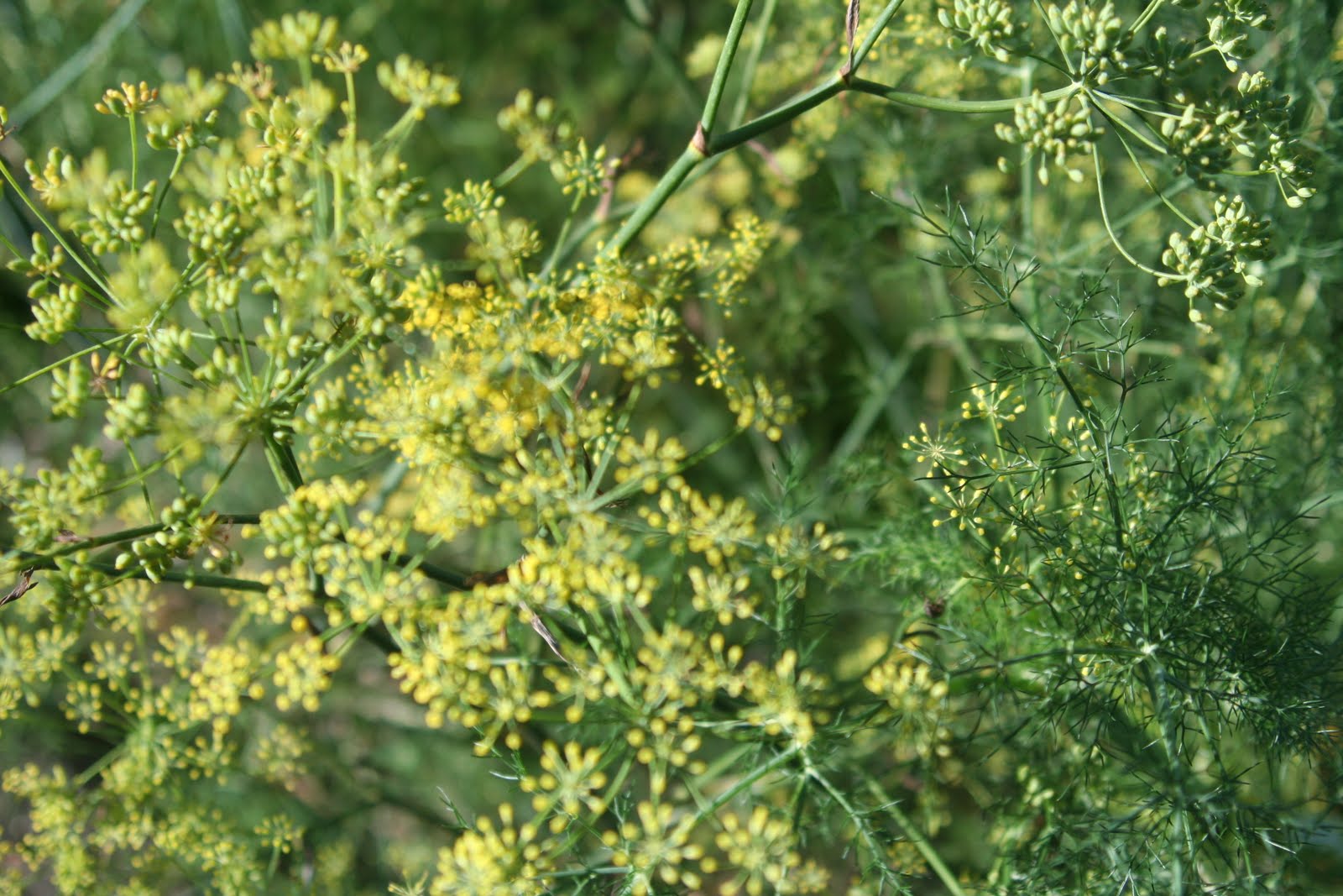 Chai Tea with Wild Fennel Seed