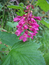 Ribes sanguineum